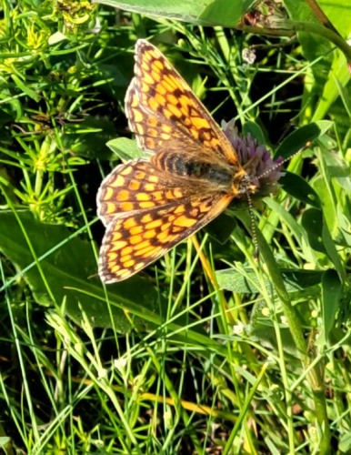 Vlinders spotten in de natuur.